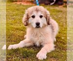 Small Photo #6 Great Pyrenees-Unknown Mix Puppy For Sale in Canton, CT, USA