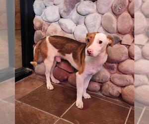 Mutt Dogs for adoption in San Antonio, TX, USA
