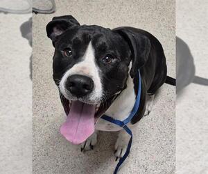 American Pit Bull Terrier Dogs for adoption in Bakersfield, CA, USA