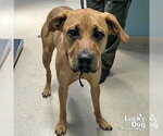 Small #1 Black Mouth Cur-Boxer Mix