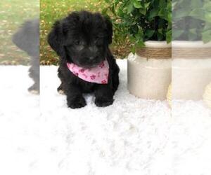 Miniature Labradoodle Puppy for sale in FREDERICKSBG, OH, USA