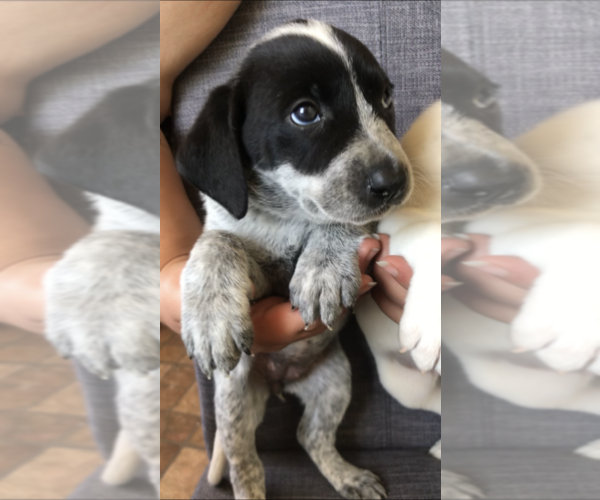 Medium Photo #2 Lab-Pointer Puppy For Sale in SAN DIEGO, CA, USA