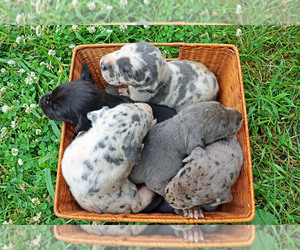 Great Dane Litter for sale in SAINT LOUIS, MO, USA