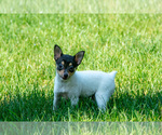 Puppy Victor Fox Terrier (Toy)