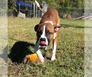 Rocco - Male Boxer-Unknown Mix Dog for Adoption - Photo #4