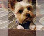 Small Photo #1 Yorkshire Terrier Puppy For Sale in ALFORD, FL, USA