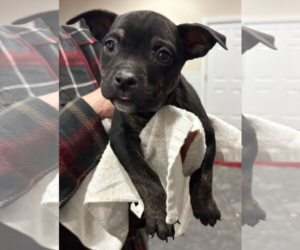 Medium Photo #1 Mutt Puppy For Sale in Clarkston, MI, USA