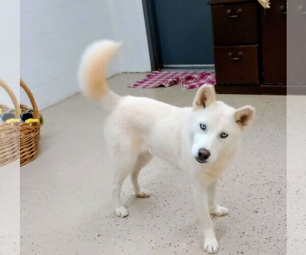Medium Photo #6 - Mix Puppy For Sale in York, SC, USA