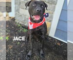 Small #2 American Staffordshire Terrier Mix