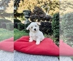 Small Photo #3 Maltese Puppy For Sale in HAYWARD, CA, USA
