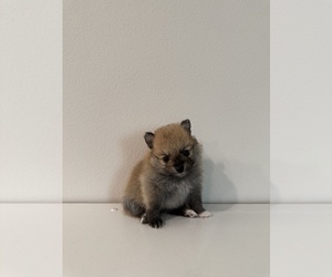 Pomeranian Puppy for sale in ROGERSVILLE, MO, USA