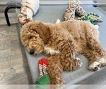 Small #7 Goldendoodle