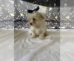 Small Photo #2 Maltese Puppy For Sale in LANCASTER, PA, USA