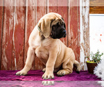 Puppy Archy Mastiff