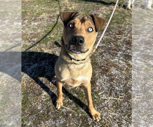 Medium Photo #1 Siberian Husky-Unknown Mix Puppy For Sale in Evansville, IN, USA