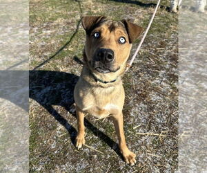 Siberian Husky-Unknown Mix Dogs for adoption in Evansville, IN, USA