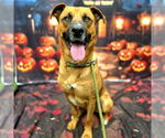 Small #1 American Pit Bull Terrier-German Shepherd Dog Mix
