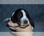Small Photo #38 English Springer Spaniel Puppy For Sale in LITCHFIELD, MN, USA