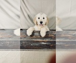 Small Photo #12 Goldendoodle Puppy For Sale in OCALA, FL, USA