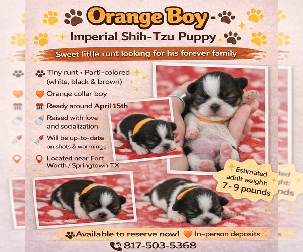 Medium Photo #1 Shih Tzu Puppy For Sale in SPRINGTOWN, TX, USA
