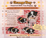Puppy Orange boy run Shih Tzu