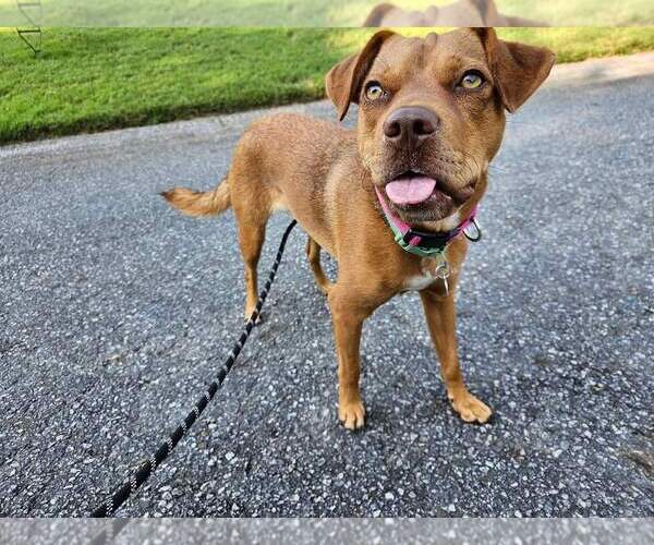 Medium Photo #9 Mutt Puppy For Sale in Calhoun, GA, USA