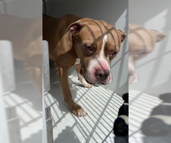 Medium Photo #1 Staffordshire Bull Terrier-Unknown Mix Puppy For Sale in Houston, TX, USA