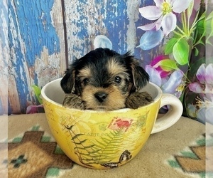 Morkie Puppy for sale in CASSVILLE, MO, USA