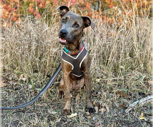 American Pit Bull Terrier-Unknown Mix Dogs for adoption in Princeton, MN, USA