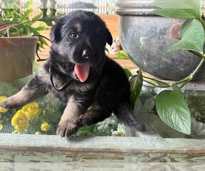 German Shepherd Dog Puppy for Sale in SANDUSKY, Ohio USA
