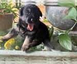Small German Shepherd Dog