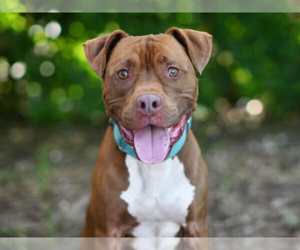 Medium Photo #1 American Pit Bull Terrier-Unknown Mix Puppy For Sale in Tavares, FL, USA