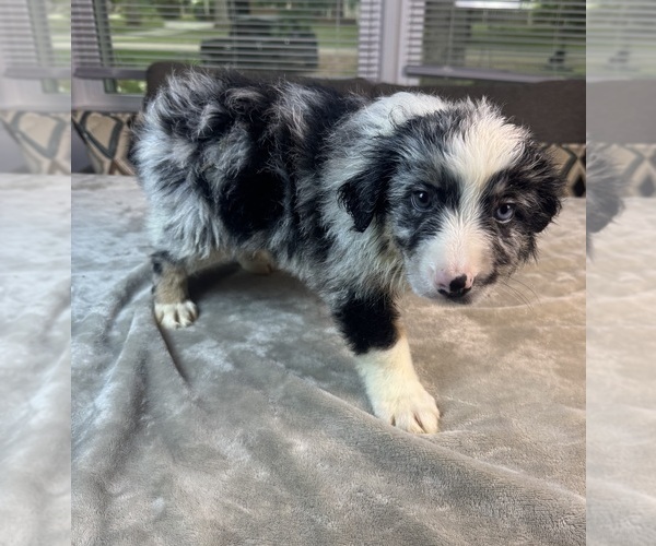 Medium Photo #2 Australian Shepherd Puppy For Sale in SALISBURY, NC, USA