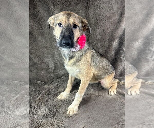Medium Photo #1 German Shepherd Dog-Unknown Mix Puppy For Sale in Grafton, WI, USA