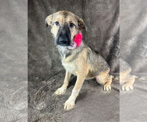 German Shepherd Dog-Unknown Mix Dogs for adoption in Grafton, WI, USA