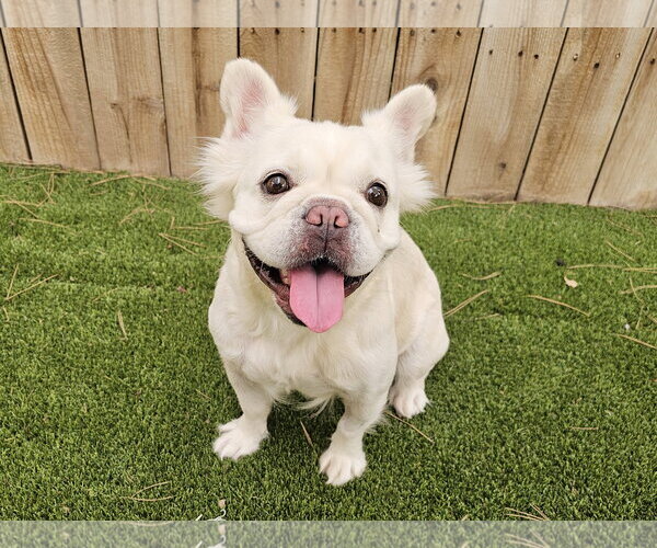 Medium Photo #2 French Bulldog Puppy For Sale in Mission Viejo, CA, USA