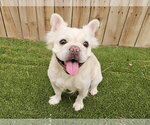Small #1 French Bulldog
