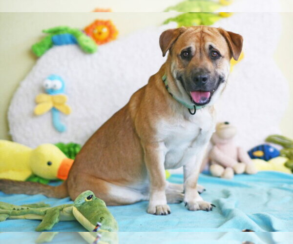 Medium Photo #1 Bassetdor Puppy For Sale in Tavares, FL, USA