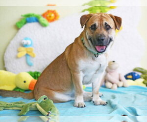 Bassetdor Dogs for adoption in Tavares, FL, USA