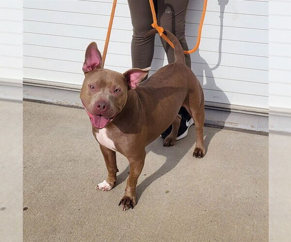 Medium Photo #1 Mutt Puppy For Sale in Louisville, KY, USA