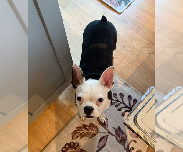 Medium Photo #3 Boston Terrier Puppy For Sale in Dumont, NJ, USA