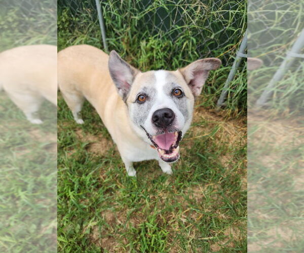 Medium Photo #1 Mutt Puppy For Sale in Evansville, IN, USA