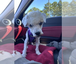 Maltese-Unknown Mix Dogs for adoption in Mooresville, NC, USA