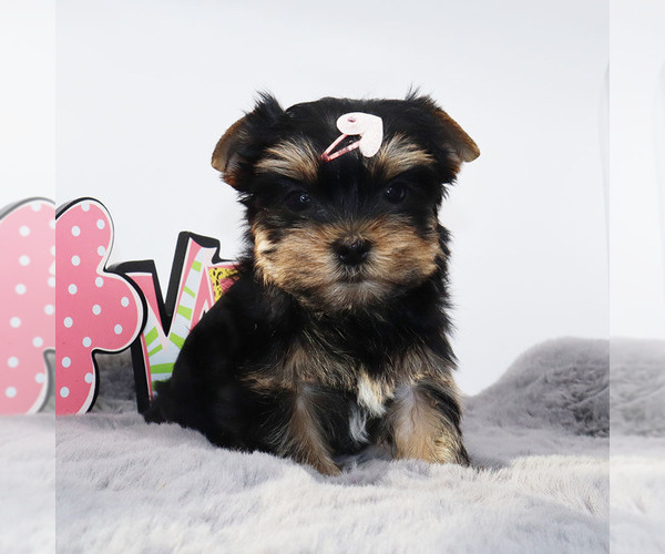 Medium Photo #1 Yorkshire Terrier Puppy For Sale in LOS ANGELES, CA, USA