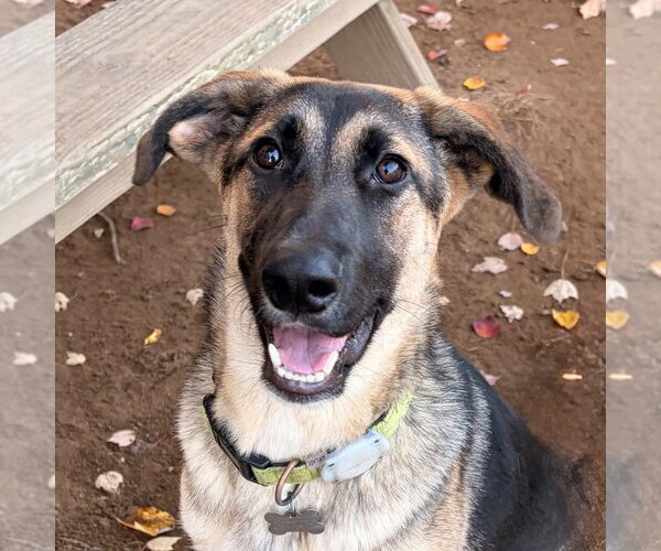 Medium Photo #1 German Shepherd Dog-Unknown Mix Puppy For Sale in Canton, CT, USA