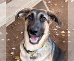 Moxey - Female German Shepherd Dog-Unknown Mix Dog for Adoption - Small photo