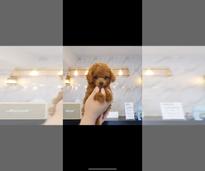 Poodle (Toy) Puppy for sale in CHINO HILLS, CA, USA
