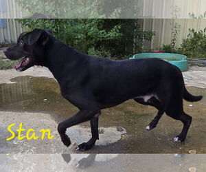 Stan Marsh - Male Mutt Dog for Adoption - Photo #2