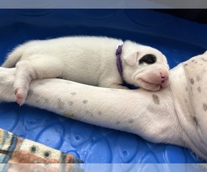 Dogo Argentino Puppy for Sale in EAGLE MOUNTAIN, Utah USA