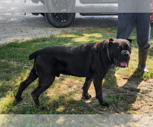 Father of the Cane Corso puppies born on 06/14/2025